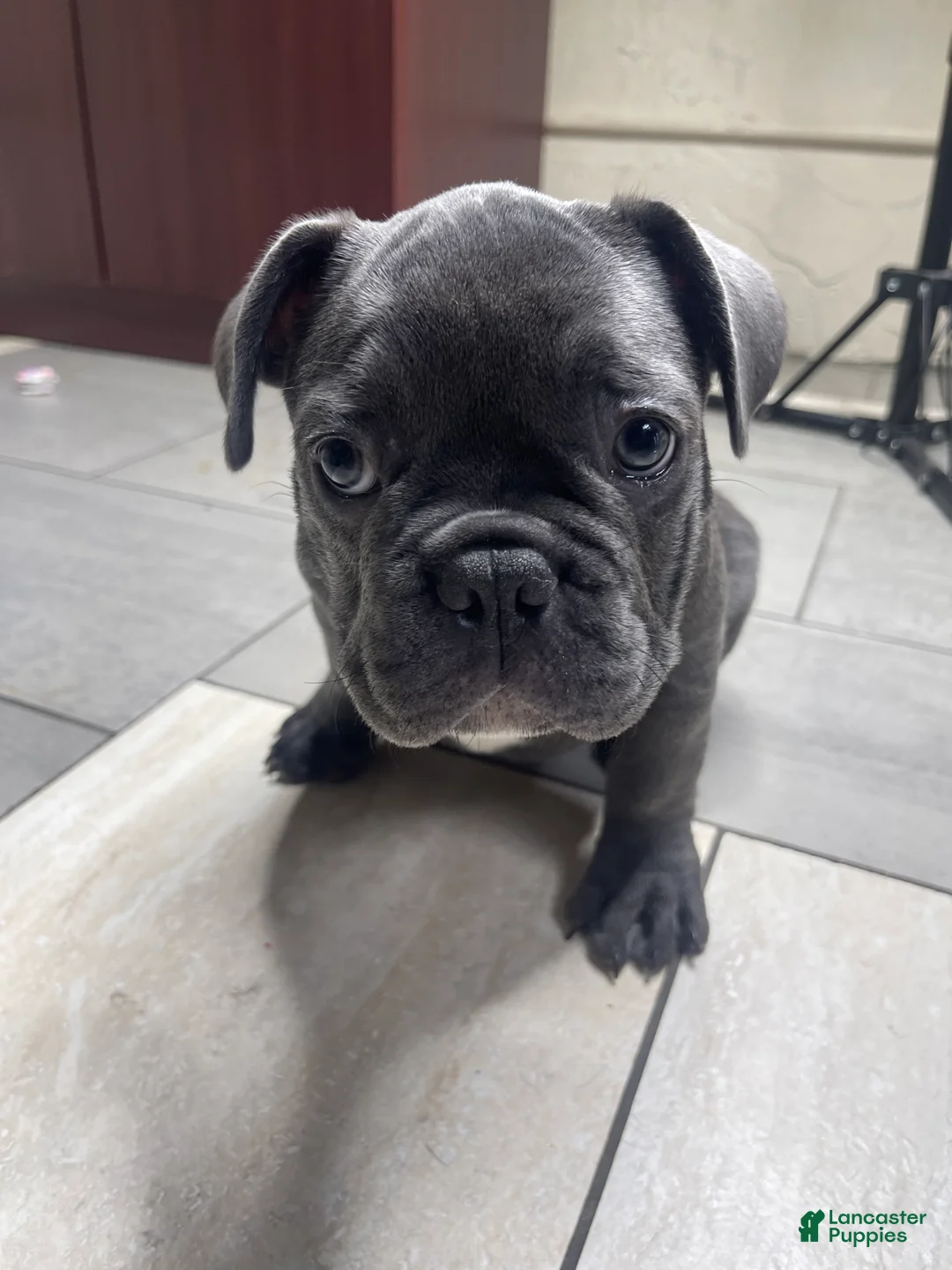 French Bulldog dogs for sale: Lulu - Ad 1