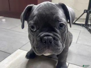 French Bulldog dogs for sale: Lulu - Ad 1