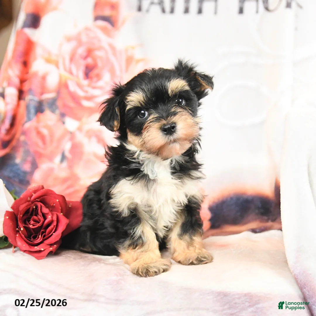 Morkie dogs for sale: Monty - Ad 1