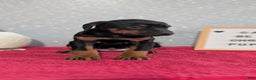 Doberman Pinscher dogs for sale: Luna - Ad 5