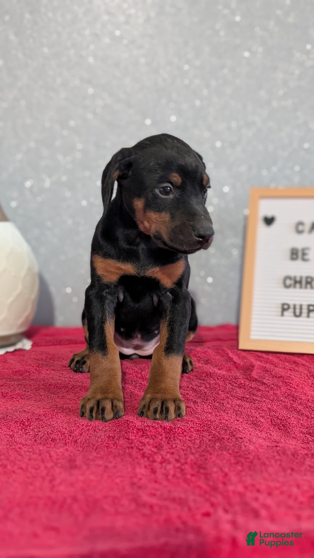 Doberman Pinscher dogs for sale: Luna - Ad 5