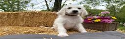 Labradoodle dogs for sale: Cedar (Boy) - Ad 7
