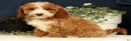 Mini Goldendoodle dogs for sale: Vern - Ad 8