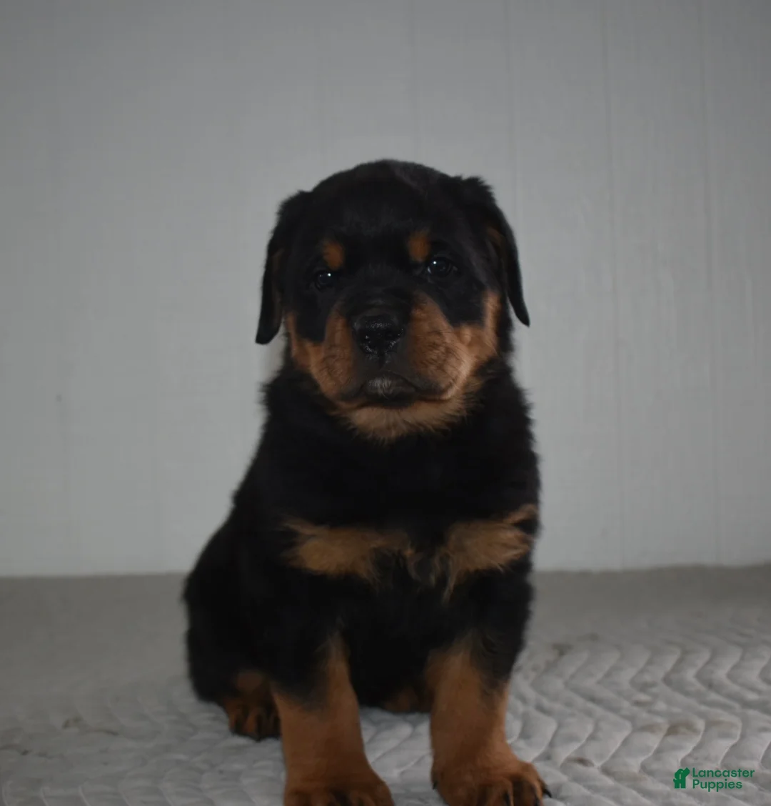 Rottweiler dogs for sale: Riley - Ad 2
