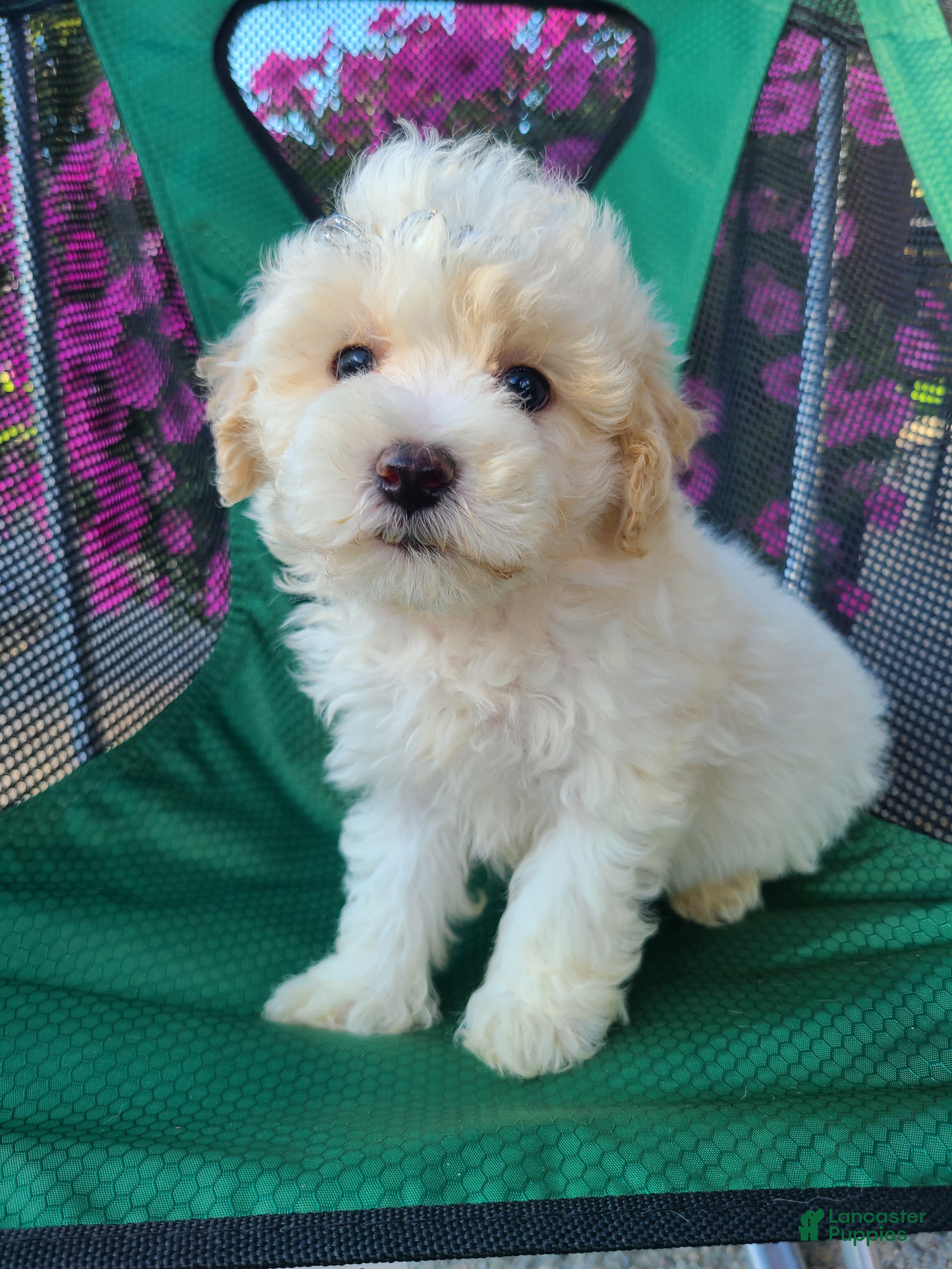 Lhasapoo dogs for sale: Cash - Ad 1