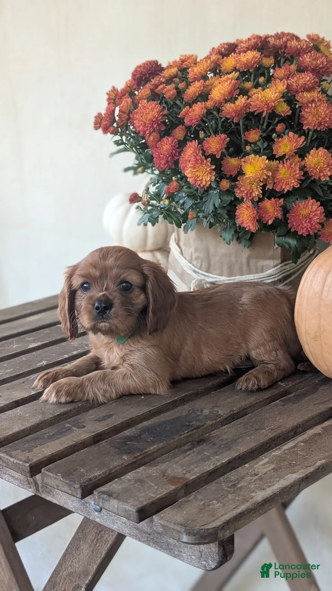 Cavalier King Charles Spaniel dogs for sale: Teddy - Ad 2