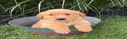 Golden Retriever dogs for sale: Sebastian - Ad 1