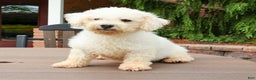 Bichon Frise dogs for sale: Cody ACA - Ad 6