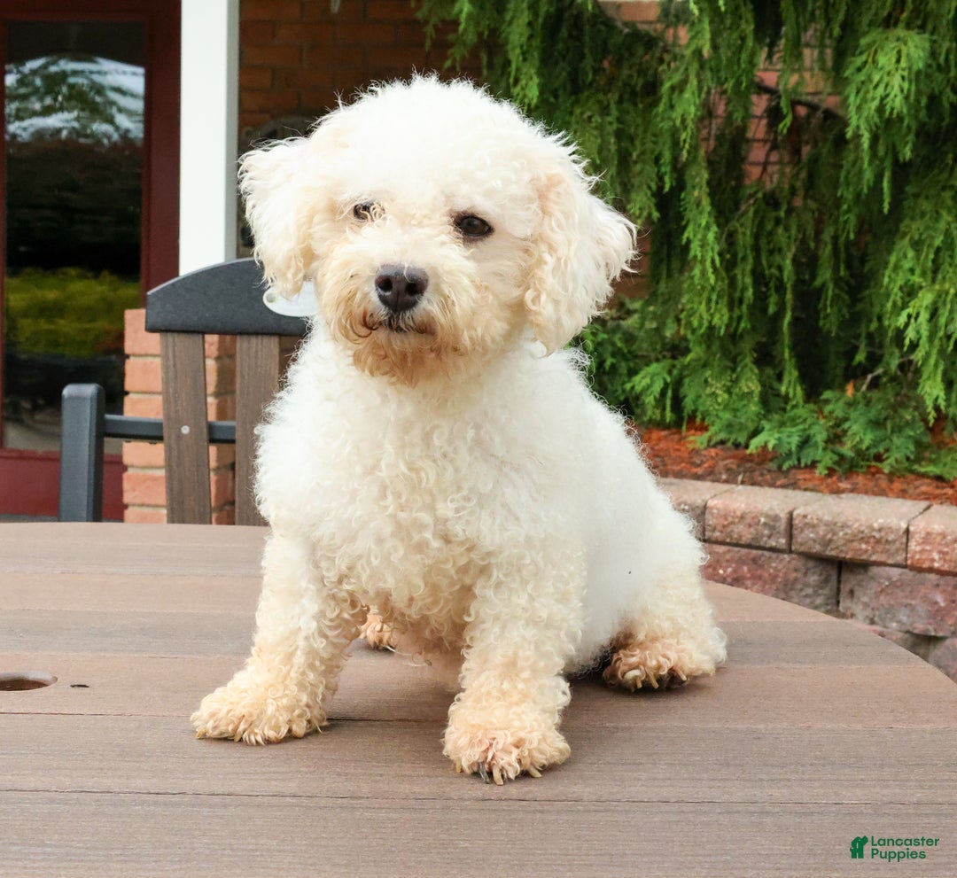 Bichon Frise dogs for sale: Cody ACA - Ad 6