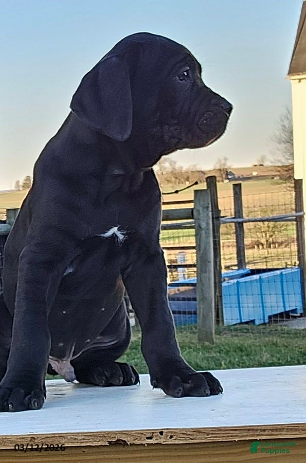 Cane Corso dogs Alex - Ad 2