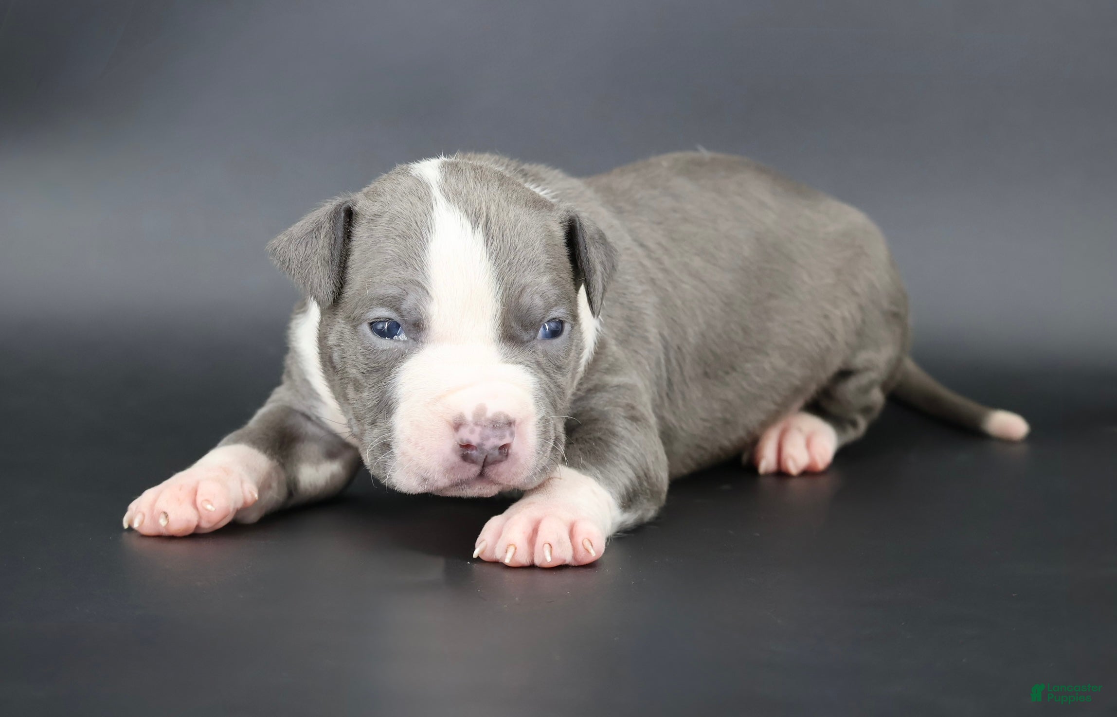 American Bully dogs Sage - Ad 1
