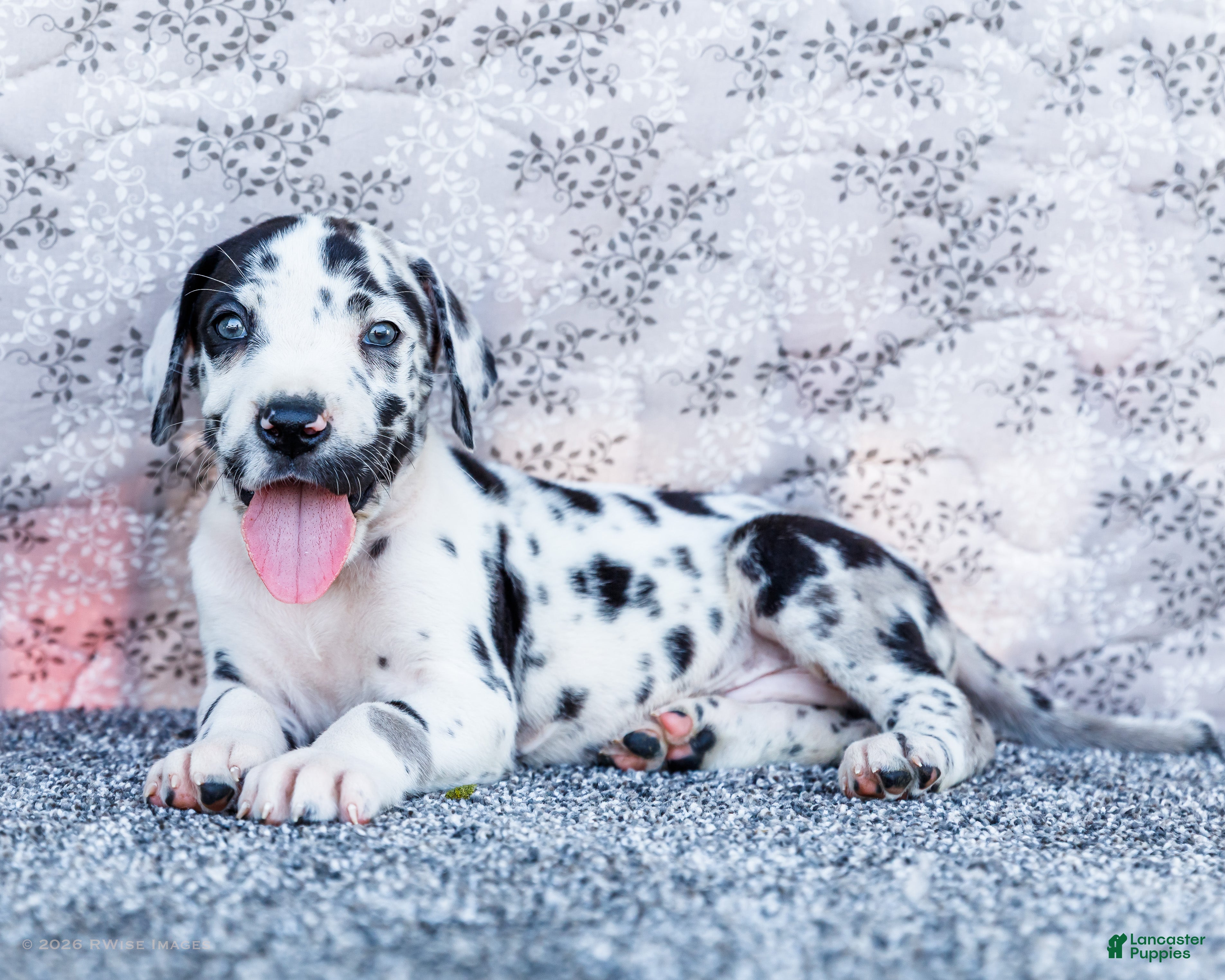 Great Dane dogs Blaine - Ad 1