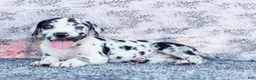 Great Dane dogs for sale: Blaine - Ad 1