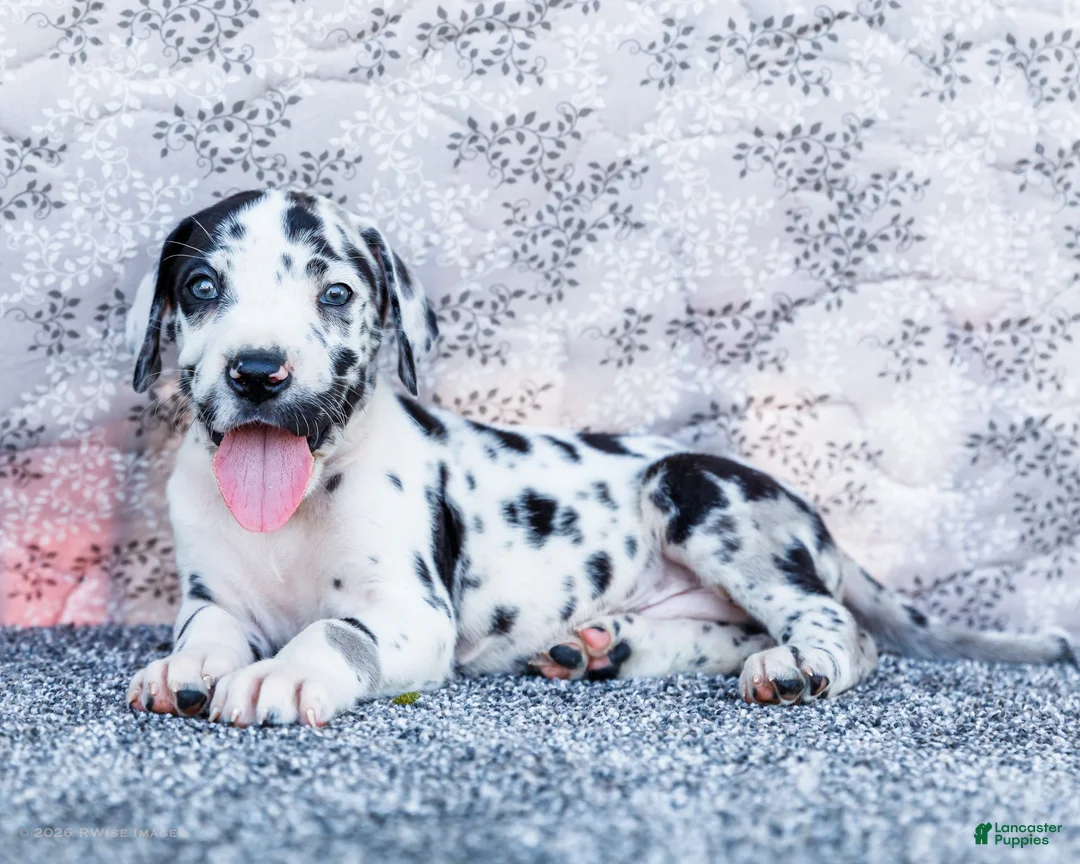 Great Dane dogs for sale: Blaine - Ad 1