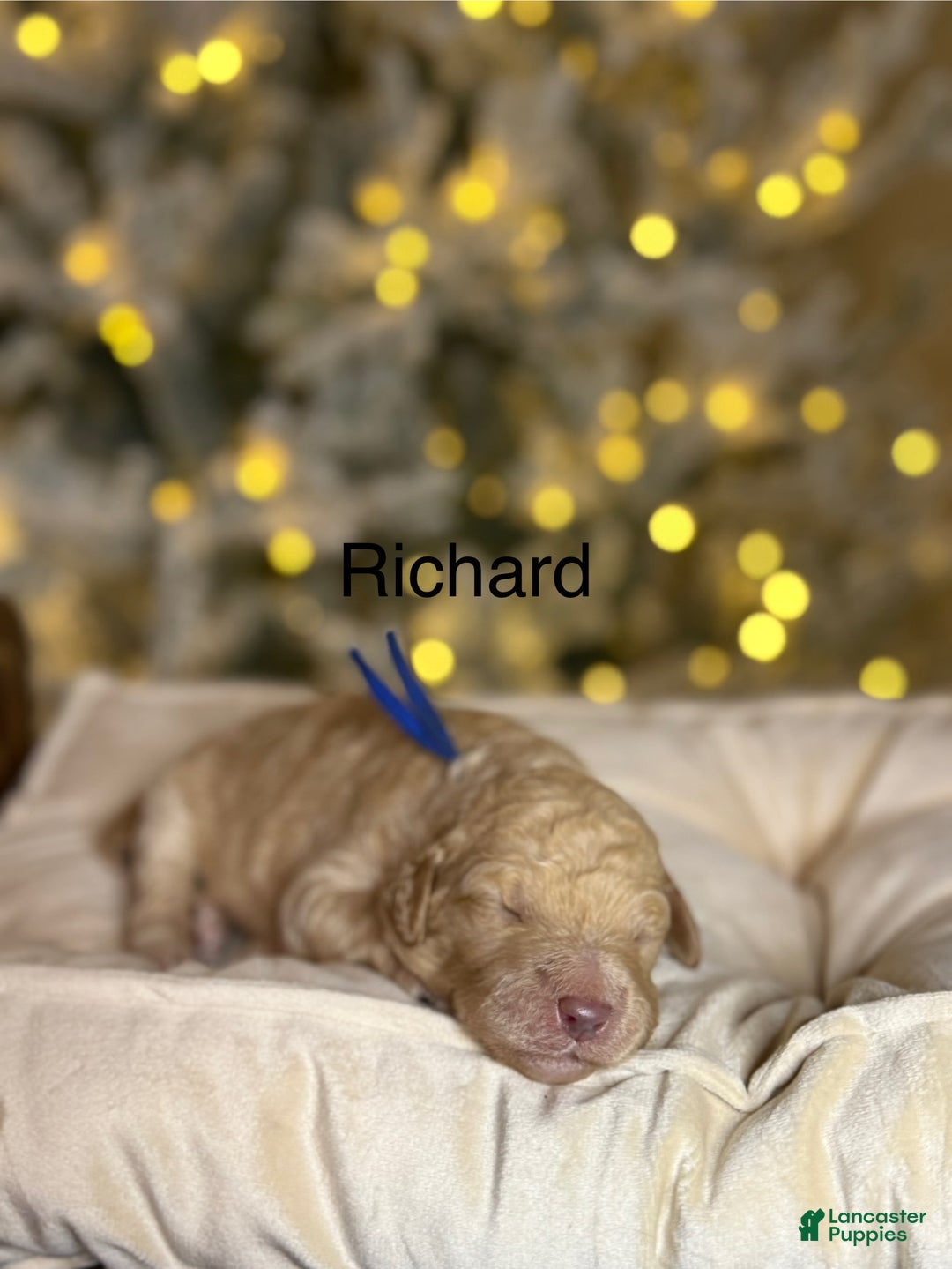 Standard Poodle dogs for sale: Standard Poodle Puppy 1 Richard  - Ad 6