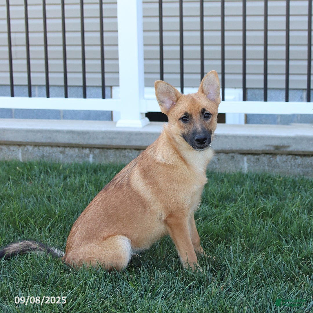 Mixed Breed dogs for sale: Tricky - Ad 8