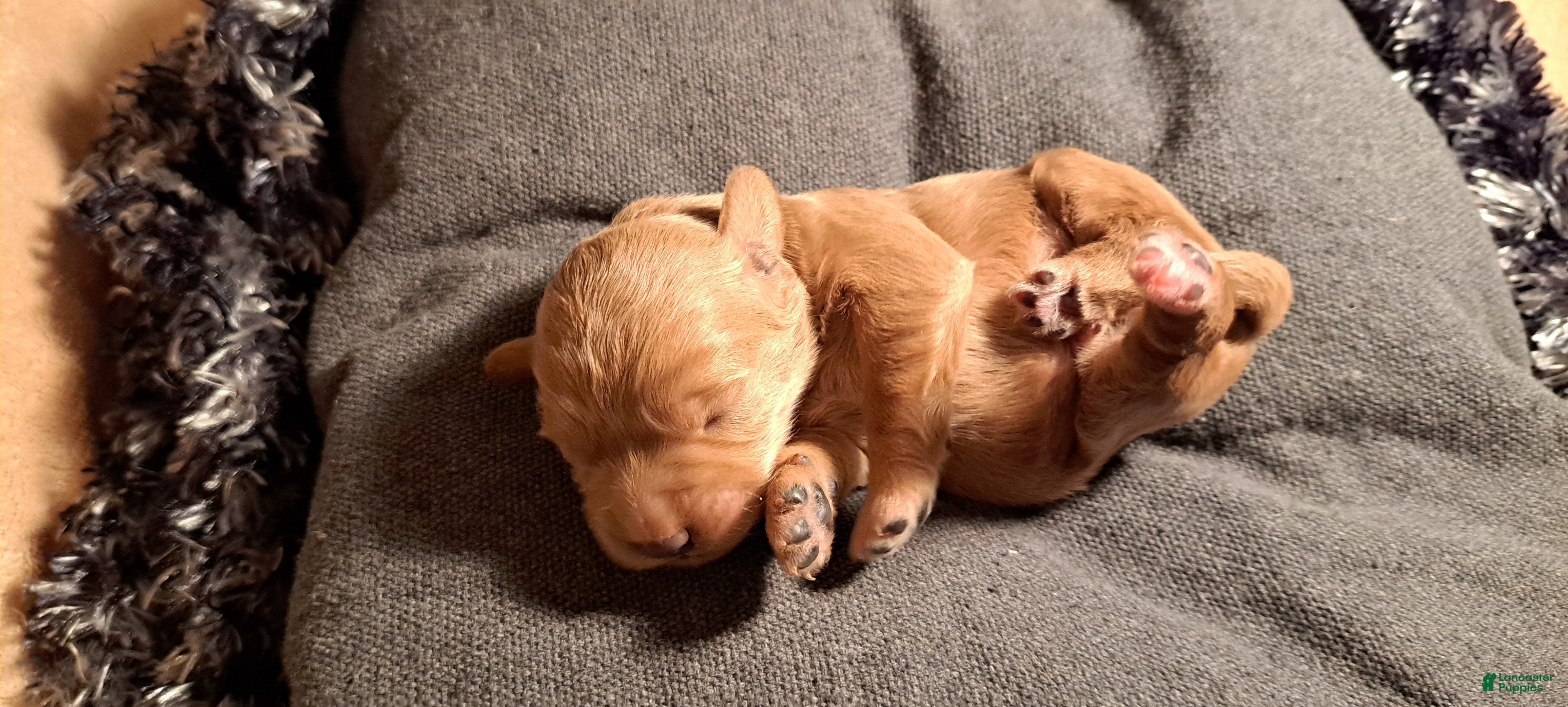 Mini Goldendoodle dogs Mini Goldendoodle Puppy 3 - Ad 2