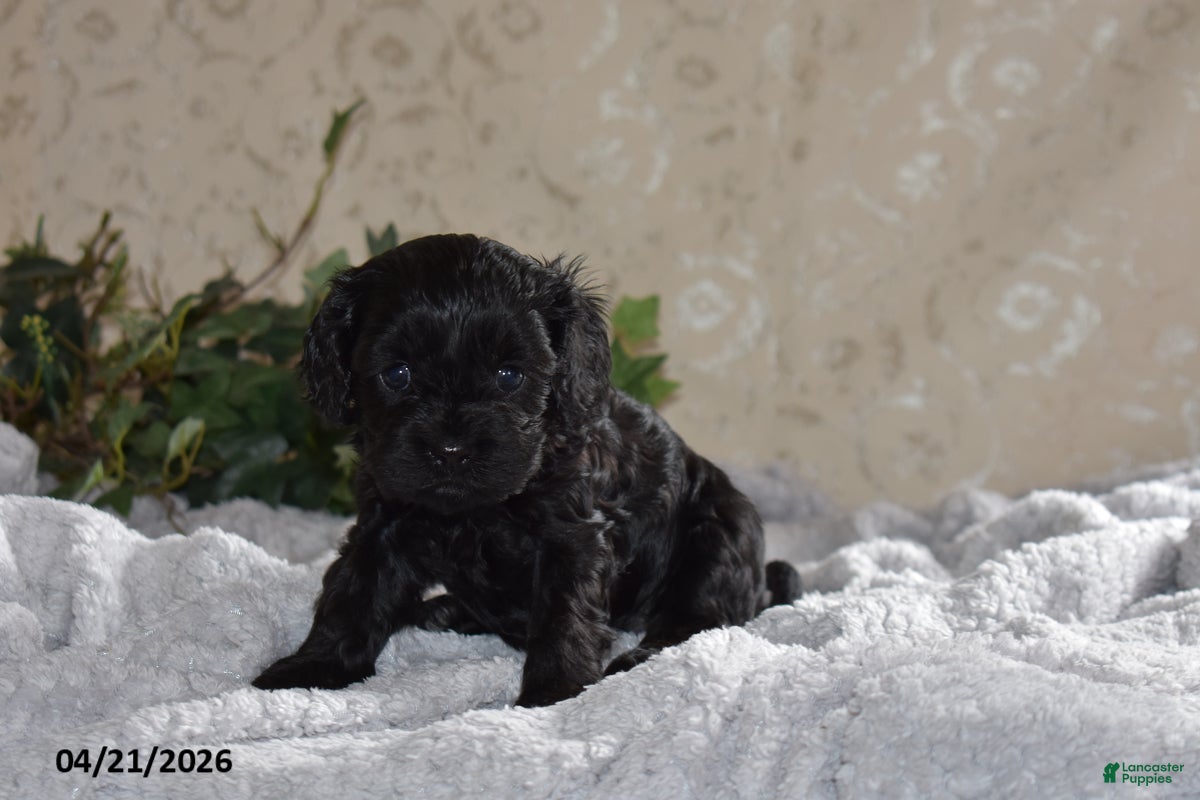 Cavapoo dogs Lucinda - Ad 1