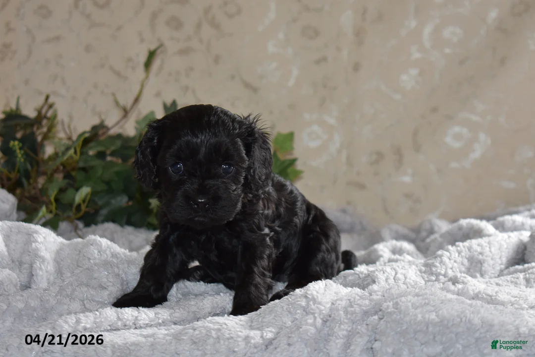 Cavapoo dogs for sale: Lucinda - Ad 1