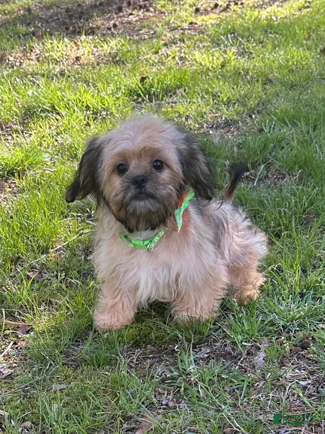 Mixed Breed dogs for sale: Rocky - Ad 9