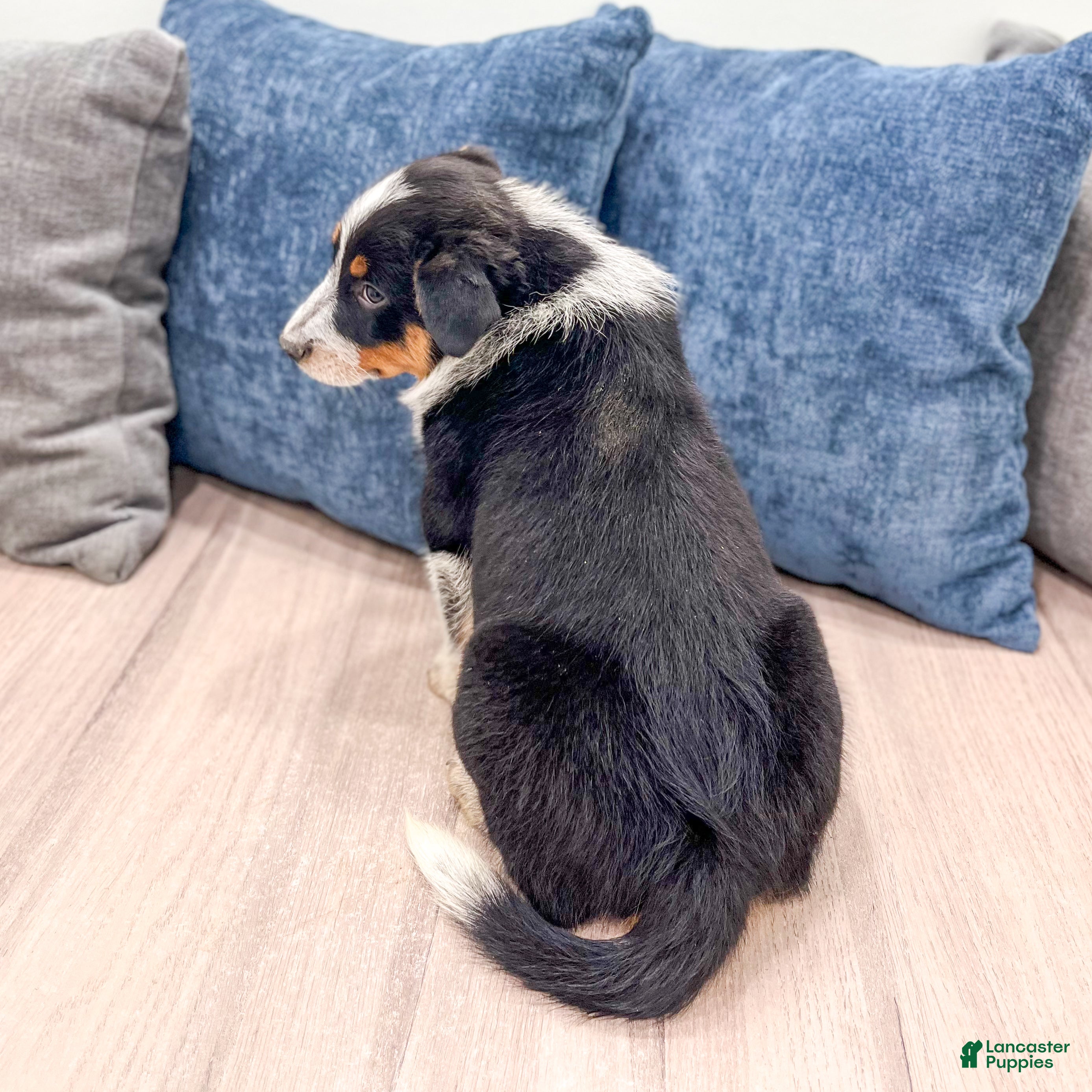 Australian Cattle Dog dogs for sale: Rocky - Ad 5
