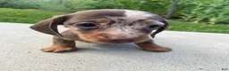Miniature Dachshund dogs for sale: Honey - Ad 8