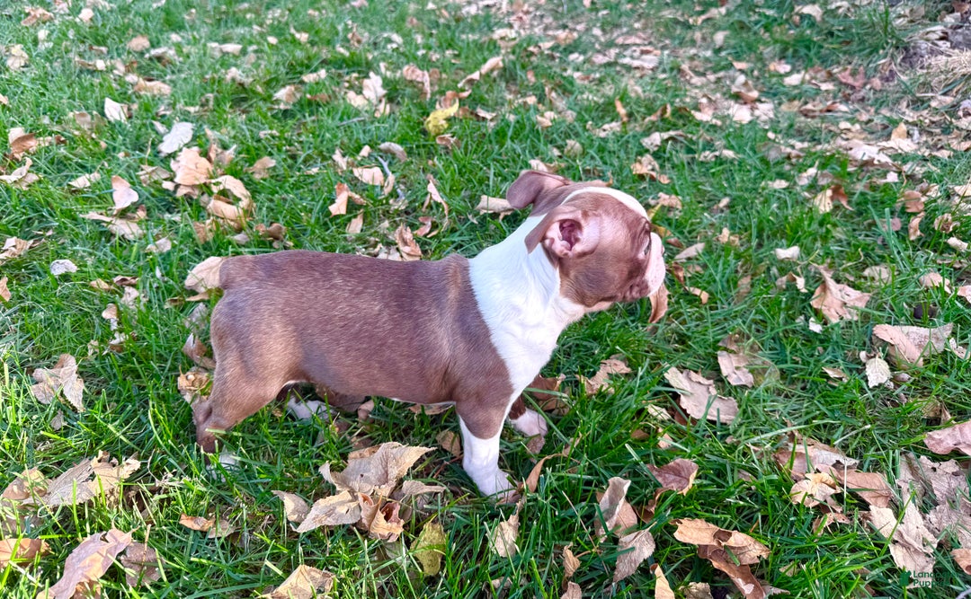 Boston Terrier dogs for sale: Boston Terrier Puppy 3 - Ad 5