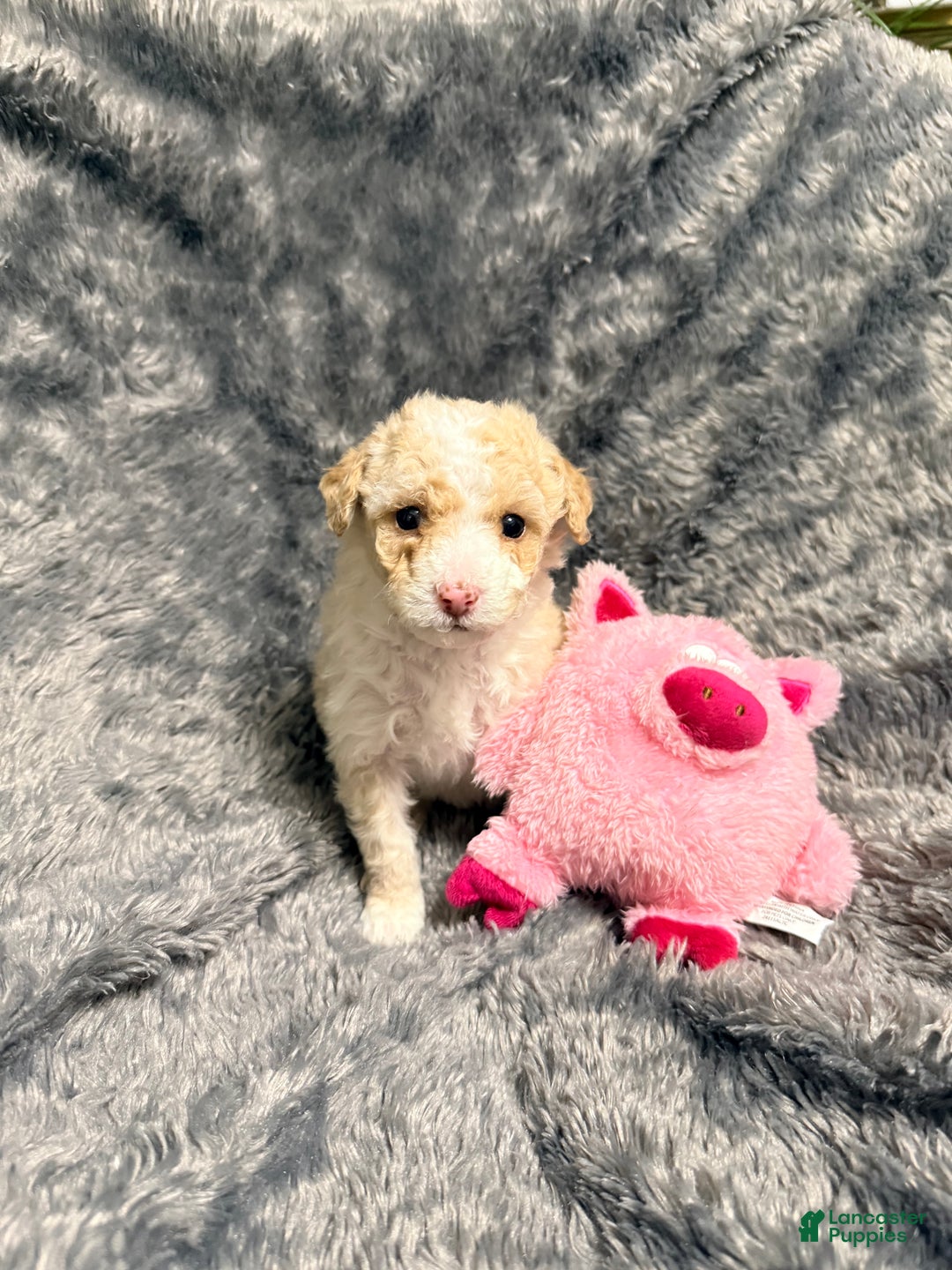 Pomapoo dogs for sale: Blanche - Ad 1