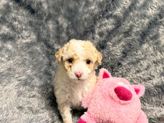 Pomapoo dogs Blanche - Ad 37