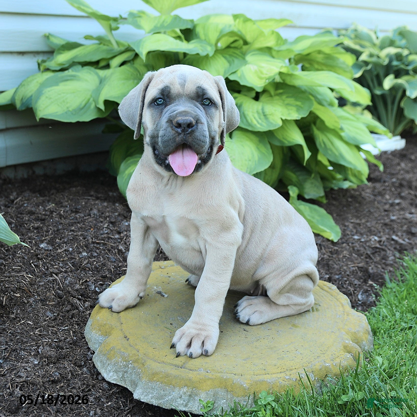 Cane Corso dogs Kayla - Ad 1