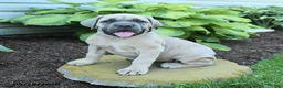Cane Corso dogs for sale: Kayla - Ad 1