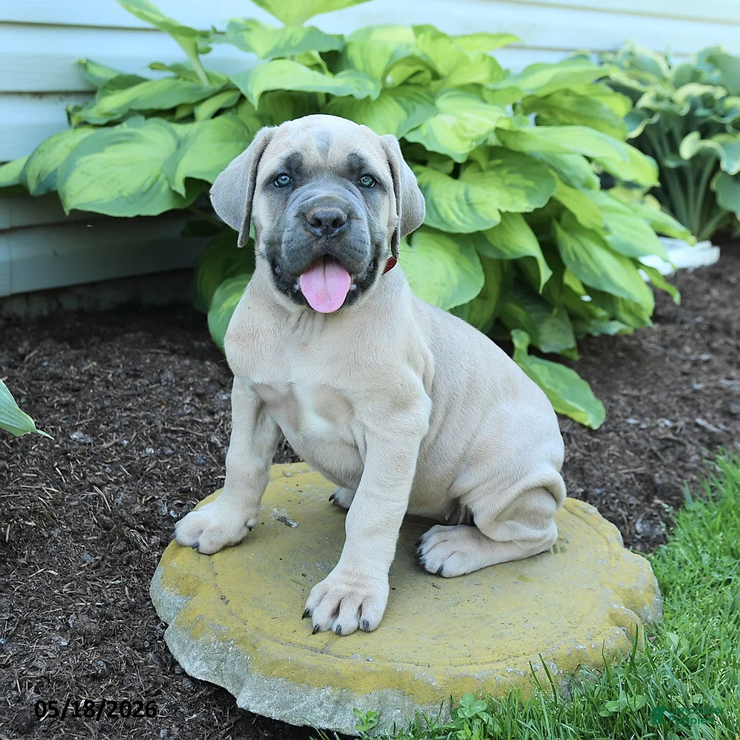 Cane Corso dogs for sale: Kayla - Ad 1