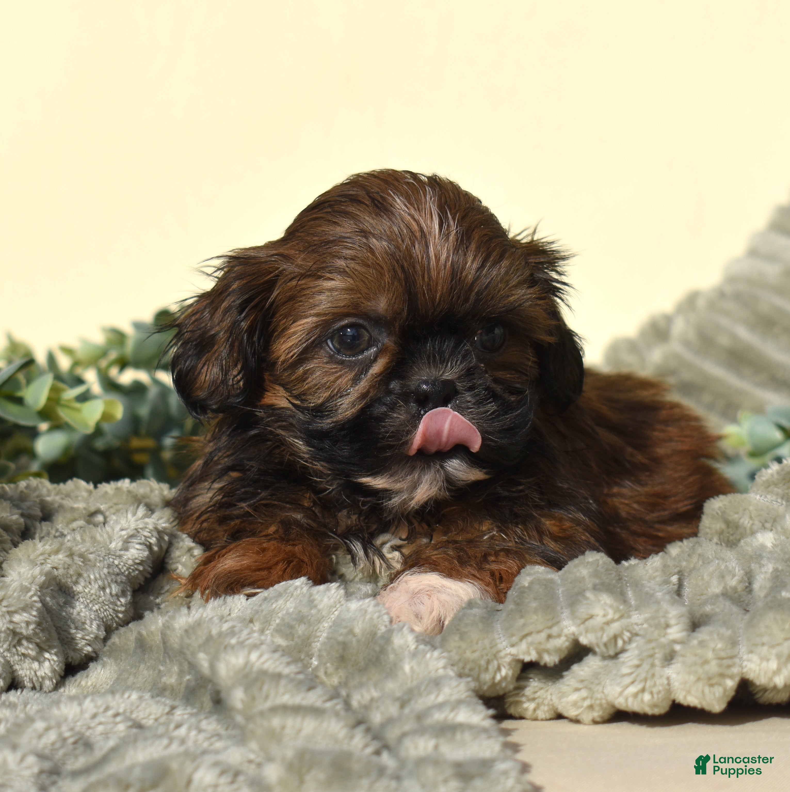 Shih Tzu dogs Bear (Tiny) - Ad 38