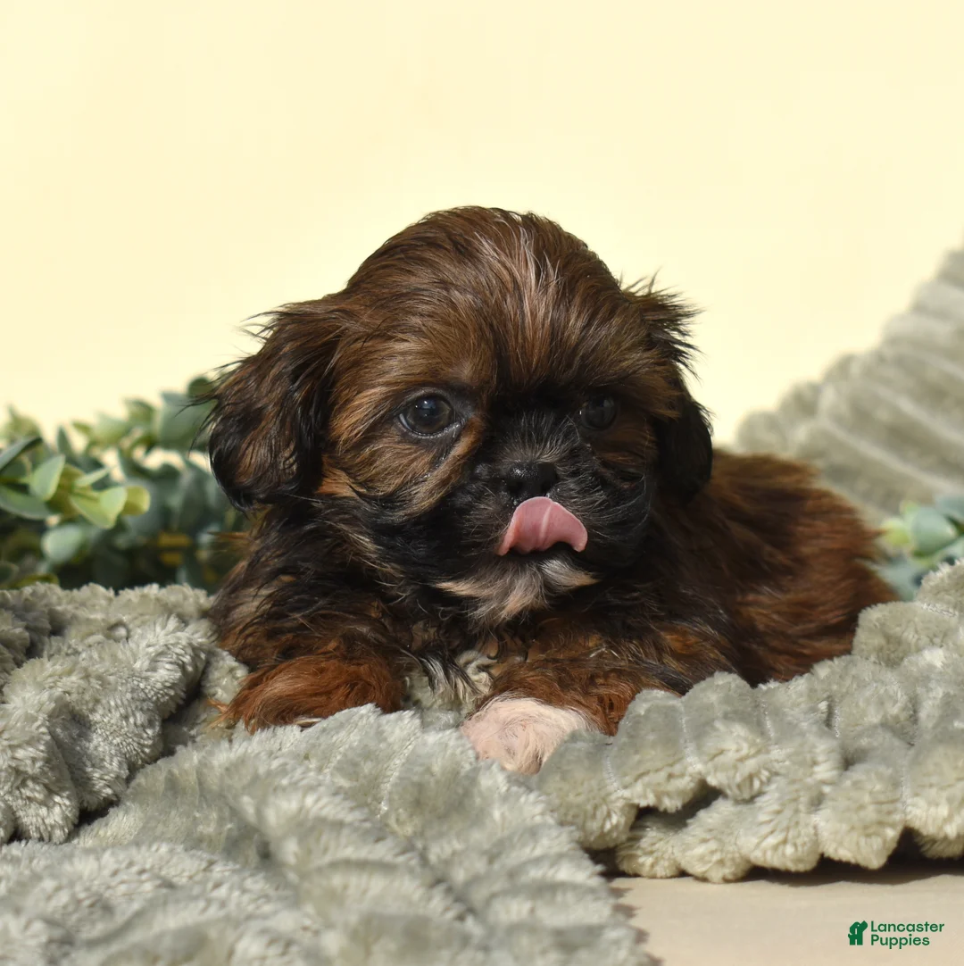 Shih Tzu dogs for sale: Bear (Tiny) - Ad 1