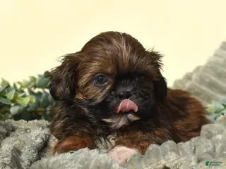 Shih Tzu dogs Bear (Tiny) - Ad 38