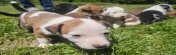 Mixed Breed dogs for sale: Mixed Breed Puppy 4 - Ad 5