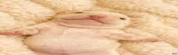 French Bulldog dogs for sale: Lucia - Ad 16