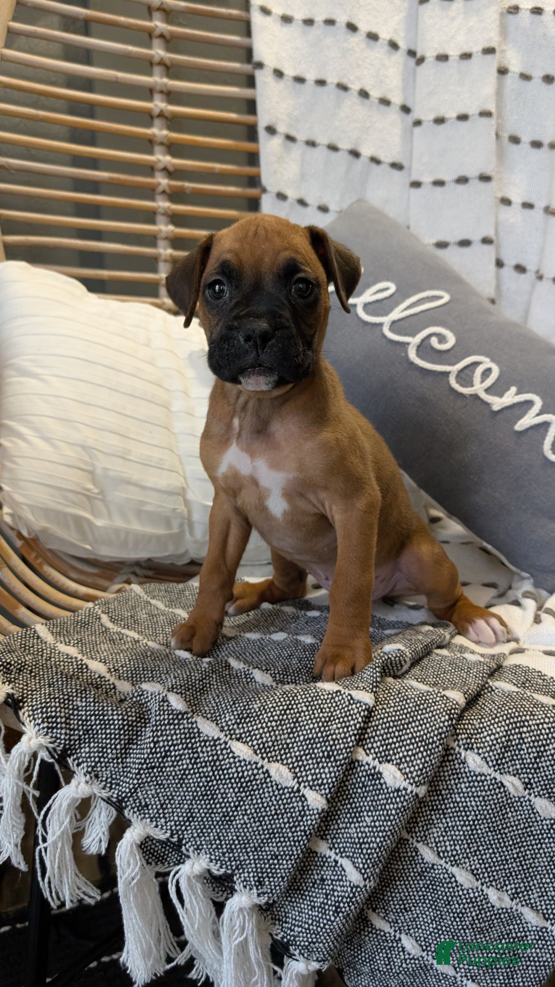 Boxer dogs for sale: Hunter - Ad 3