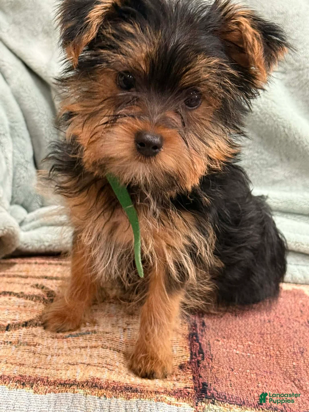 Yorkshire Terrier dogs for sale: Yorkshire Terrier Puppy 2 - Ad 2