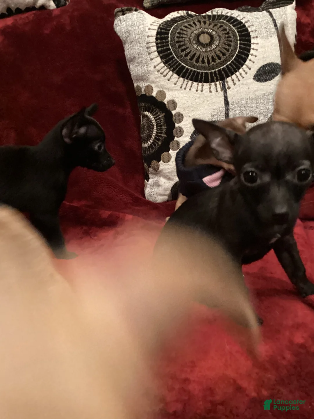 Chihuahua dogs for sale: Chill Bill - Ad 2