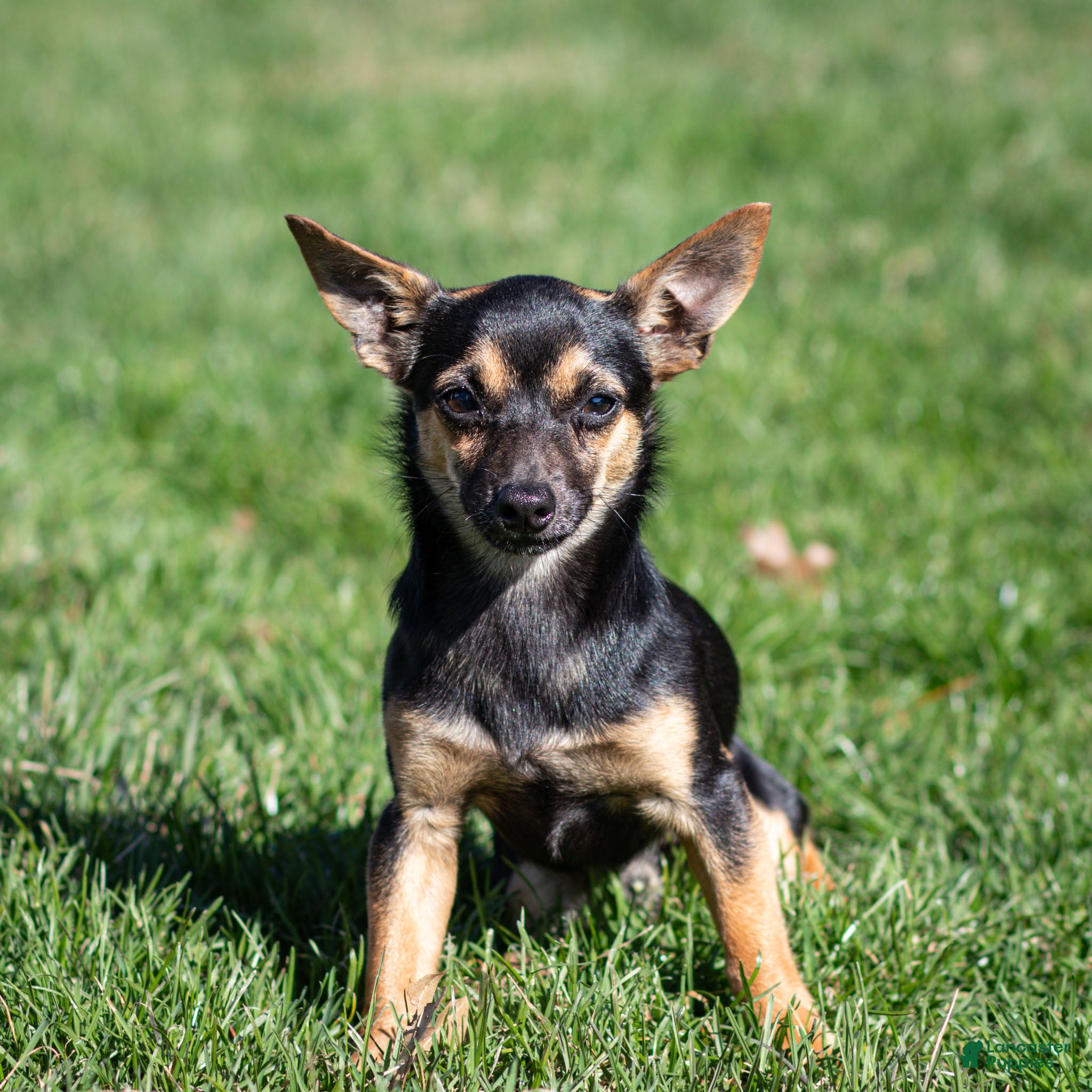 Chihuahua dogs Preston - Ad 1