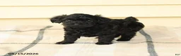 Yorkiepoo dogs for sale: Ceasar - Ad 2
