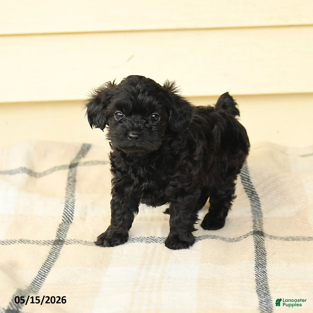 Yorkiepoo dogs for sale: Ceasar - Ad 2