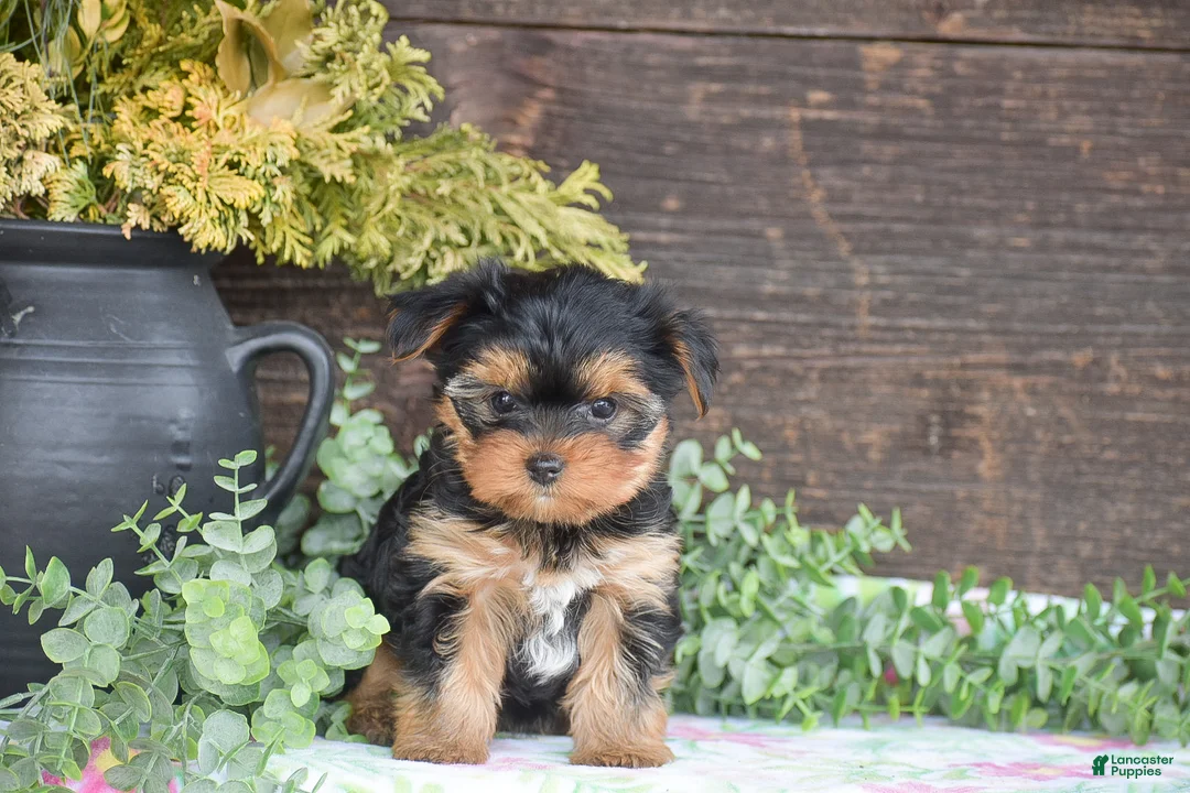 Yorkshire Terrier dogs for sale: Tana - Ad 2