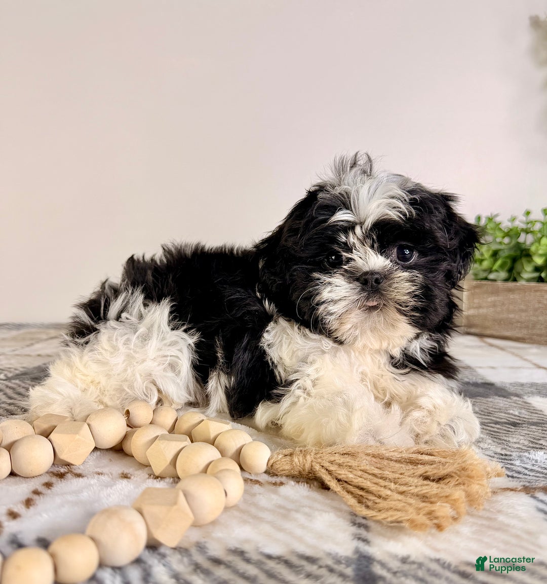 Shih Tzu dogs for sale: AKC Susie - Ad 2