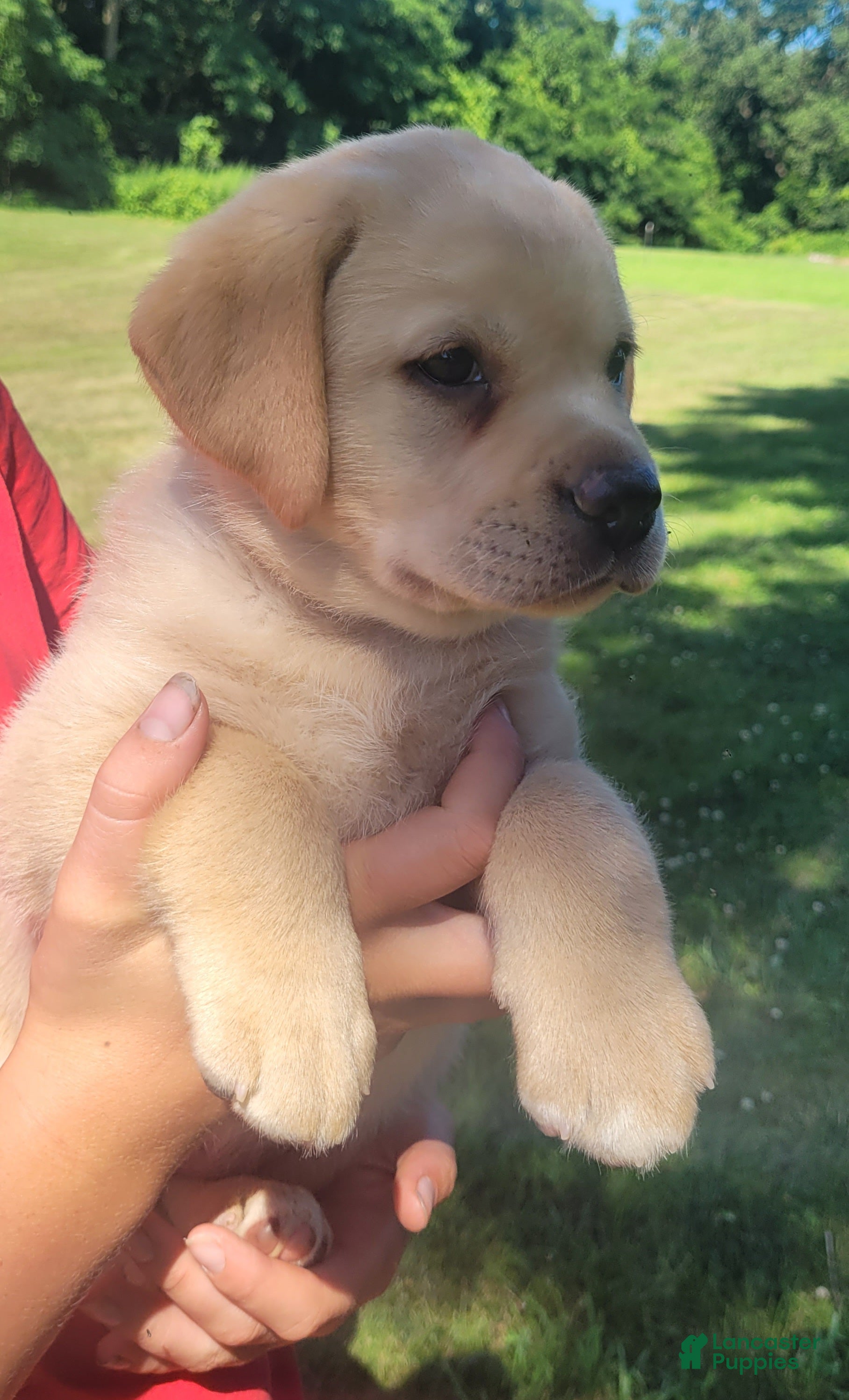 Labrador Retriever dogs Lexi - Ad 1