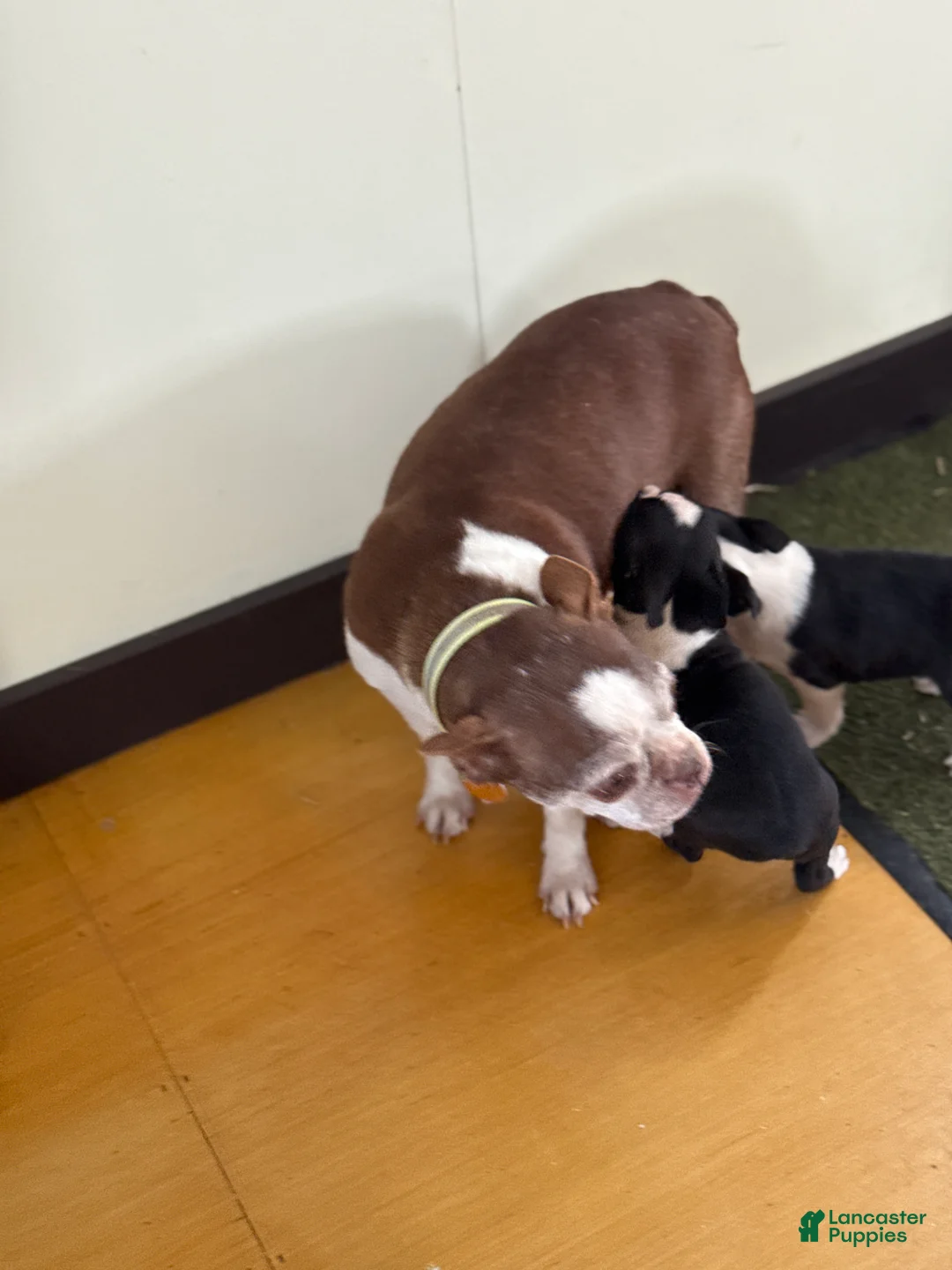 Boston Terrier dogs for sale: Travis - Ad 13