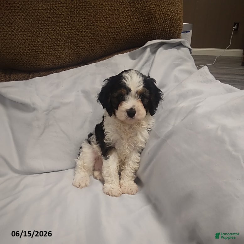 Cavapoo dogs Gus - Ad 1