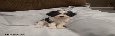 Gus