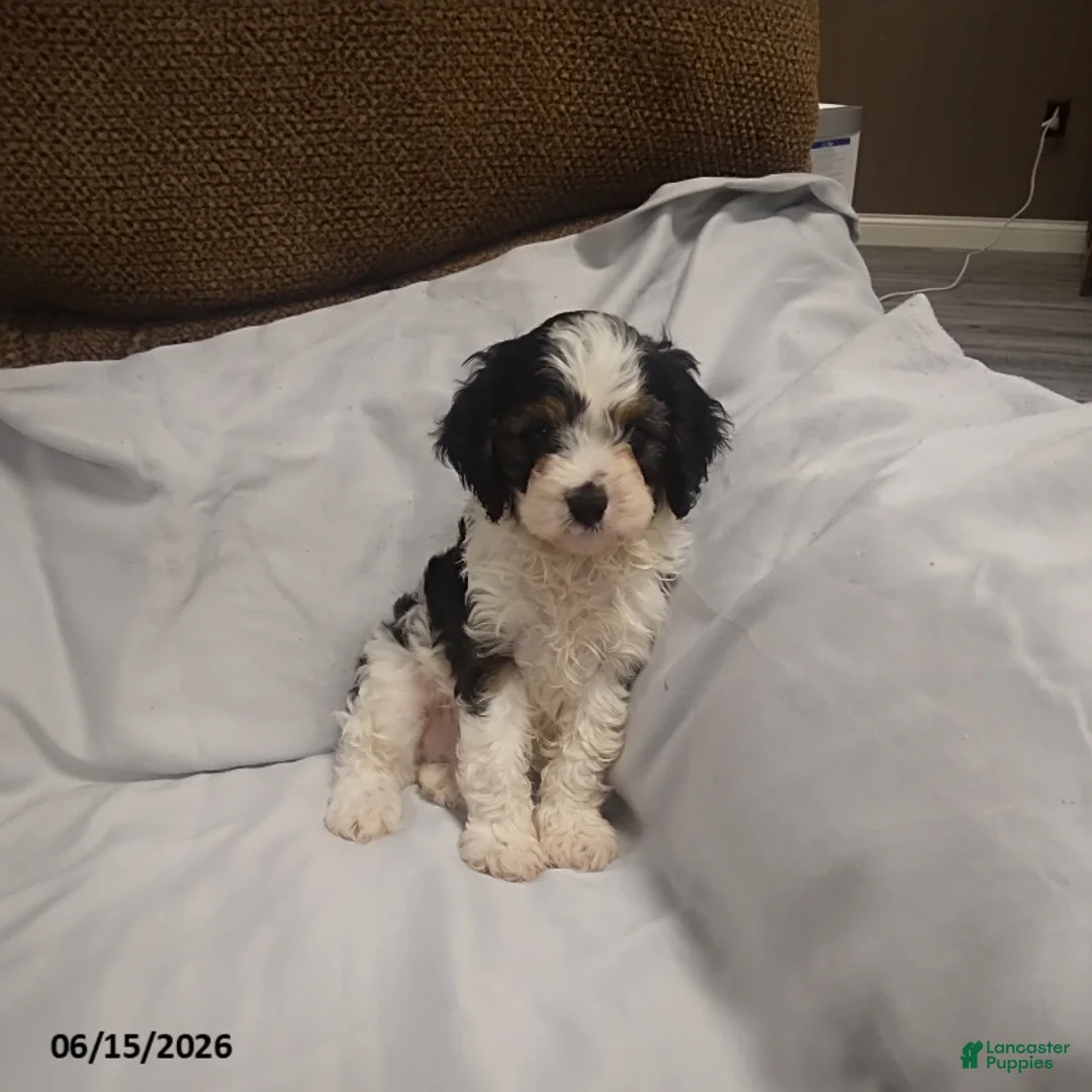 Cavapoo dogs for sale: Gus - Ad 1